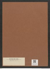 Synedra sp. (de-Toni-Nr.: Genus 66) Zeichnungen Sammlung Grunow Mappe 02774 (Herbarium_W_Grunow_drawings_Folder_02774)